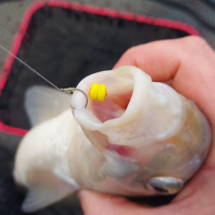 Ringers YoYo's Wafters Duo Orange Yellow - Pineapple 5mm - Afbeelding 3